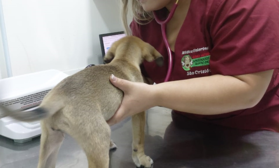 Cuidado com os animais do Adote um Bichinho RJ