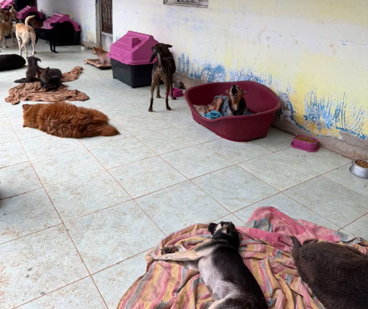 Animais acolhidos pelo Adote um Bichinho RJ